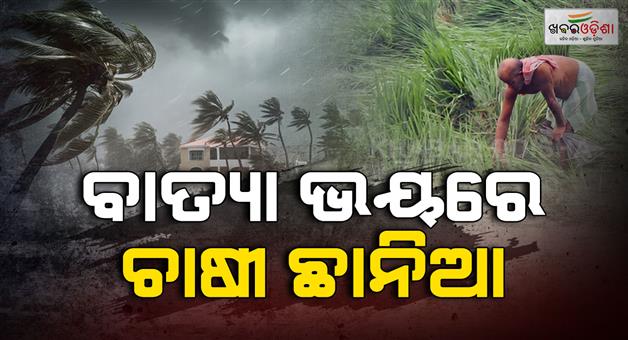 Khabar Odisha:cyclone-montha-farmers-rush-to-harvest-paddy-ahead-of-cyclone-in-malkangiri