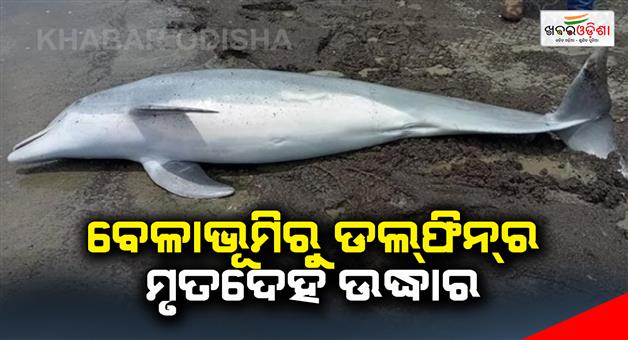Khabar Odisha:dead-dolphin-rescued-from-talsari-beach