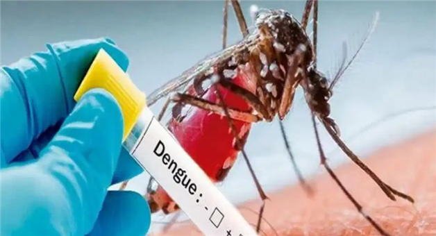 Khabar Odisha:dengue-vaccine-india-approval-launch-date-qdenga
