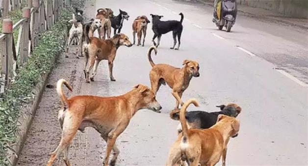 Khabar Odisha:dog-tension-in-odisha