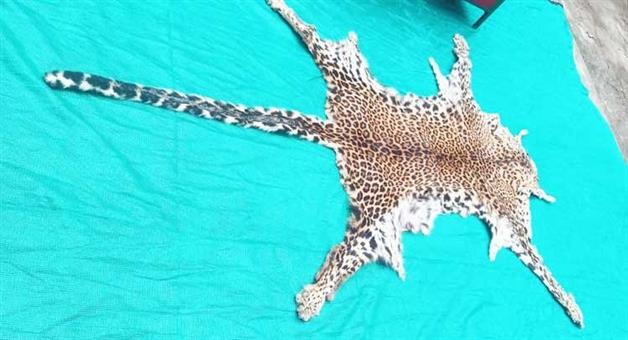 Khabar Odisha:dri-gujarat-team-raids-koraput-seizes-leopard-skin-1-arrested