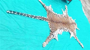 Khabar Odisha:dri-gujarat-team-raids-koraput-seizes-leopard-skin-1-arrested