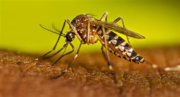 Khabar Odisha:dry-day-will-be-observed-in-bhubaneswar-to-prevent-dengue
