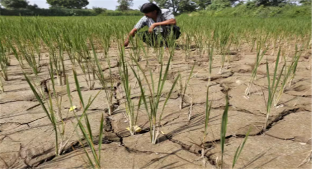 Khabar Odisha:el-nino-prediction-impact-rabi-crops-wheat-mustard-pulses-crisis-alert