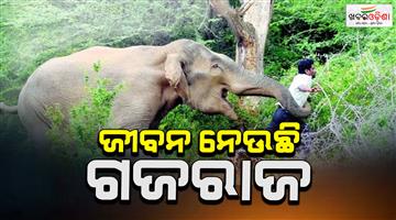Khabar Odisha:elephant-attack-443-died-in-odisha-in-last-3-years