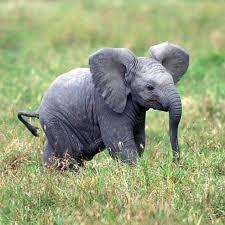 Khabar Odisha:elephant-calf-dies-in-odishas-athagarh