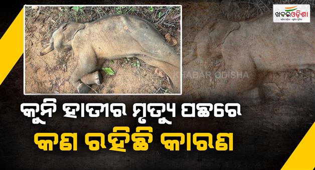 Khabar Odisha:elephant-calf-found-dead-in-deogarh-forest