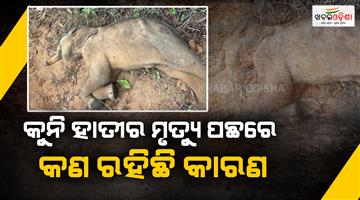 Khabar Odisha:elephant-calf-found-dead-in-deogarh-forest