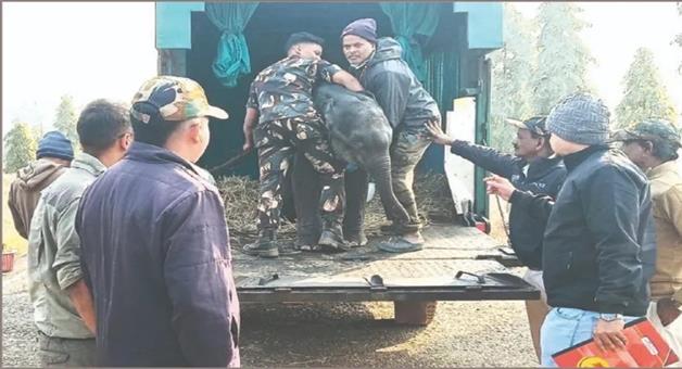 Khabar Odisha:elephant-calf-shifted-from-Keonjhar-to-Nandankanan