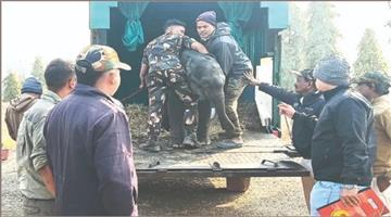 Khabar Odisha:elephant-calf-shifted-from-Keonjhar-to-Nandankanan