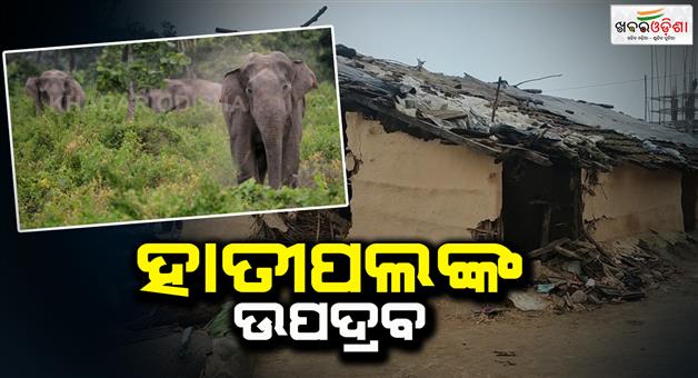 Khabar Odisha:elephant-create-havoc-in-telkoi