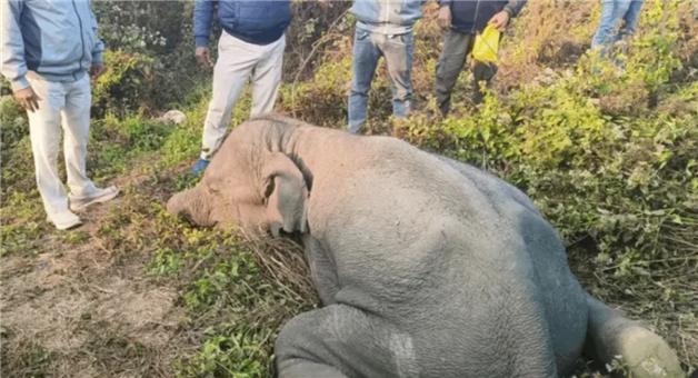 Khabar Odisha:elephant-dies-after-eating-bomb