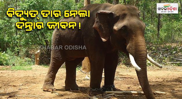 Khabar Odisha:elephant-dies-after-being-electrocuted-in-mango-garden-one-arrested