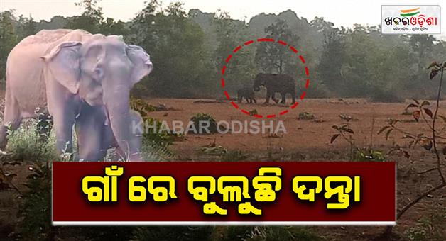 Khabar Odisha:elephant-fear-in-athagrh-forest-area