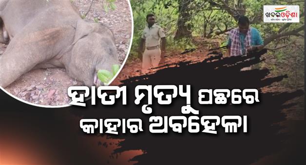 Khabar Odisha:elephant-found-dead-in-cashew-orchard-sparks-row-between-forest-and-power-depts-in-bolangir