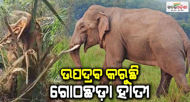 Khabar Odisha:elephant-giving-trouble-to-people-in-raikia