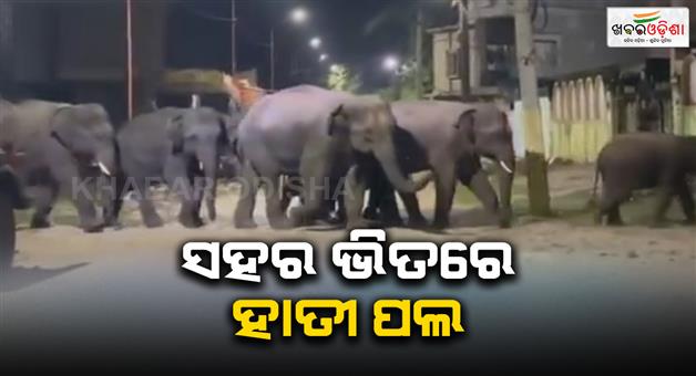 Khabar Odisha:elephant-in-angul