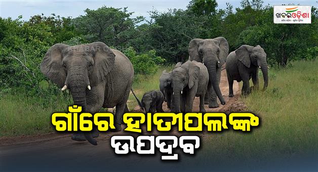 Khabar Odisha:elephant-in-balasore