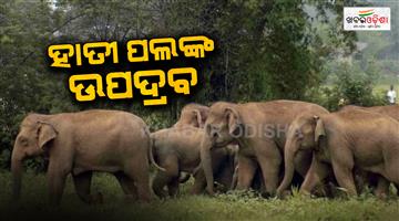 Khabar Odisha:elephant-in-rayagada