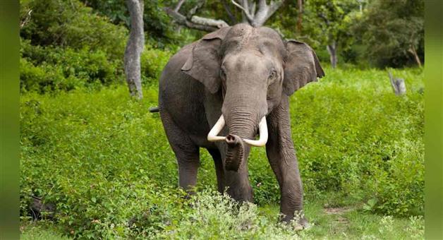 Khabar Odisha:elephant-killed-3-in-g-udayagiri