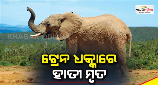 Khabar Odisha:elephant-killed-after-being-hit-by-train-in-palakkad