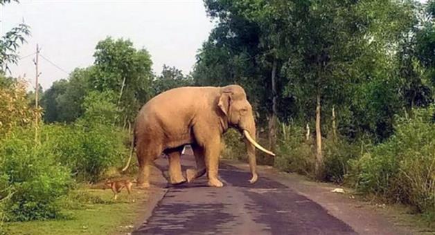 Khabar Odisha:elephant-killed-mother-and-daughter-in-angul