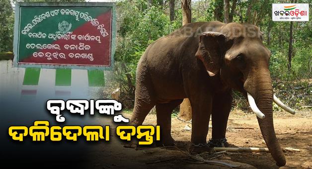 Khabar Odisha:elephant-killed-old-woman