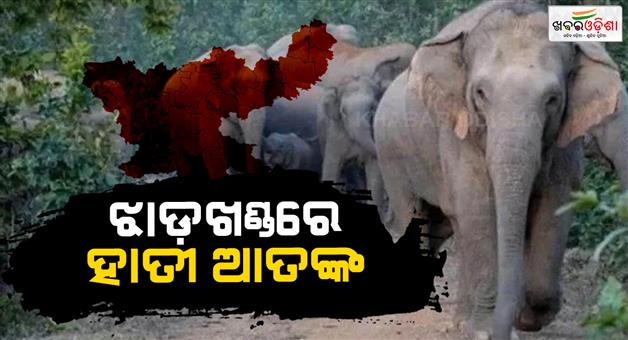 Khabar Odisha:elephant-kills-35-people-in-Jharkhand