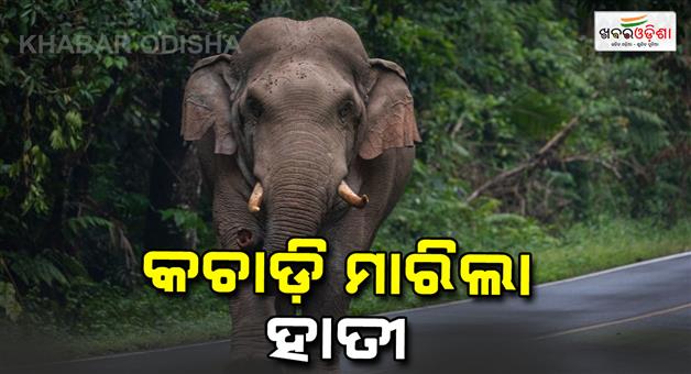 Khabar Odisha:elephant-kills-a-woman-in-sambalpur