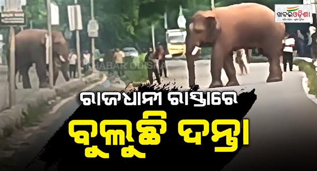 Khabar Odisha:elephant-on-the-Bharatpur-Chandaka-road-traffic-disrupted