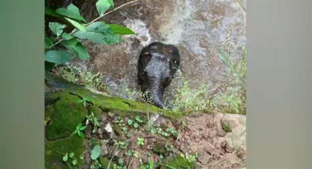 Khabar Odisha:elephant-rescued-from-abandoned-well-in-balangir