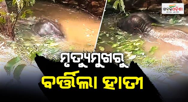 Khabar Odisha:elephant-rescued-from-abandoned-well-in-balangir