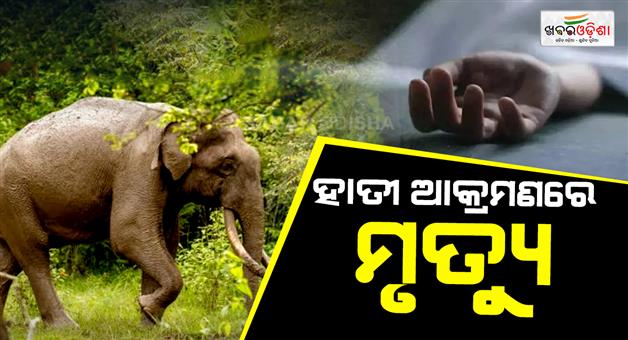 Khabar Odisha:elephant-terror-in-sambalpur-woman-killed-in-elephant-attack