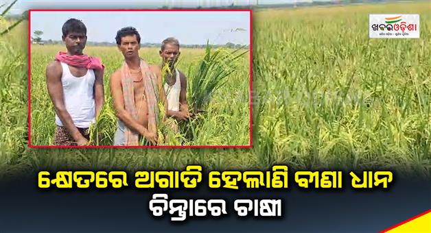 Khabar Odisha:farmers-are-worried-about-damaged-crops