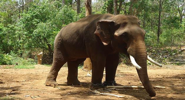 Khabar Odisha:female-elephant-dies-after-coming-into-contact-with-electric-wire-one-arrested