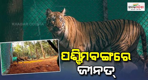 Khabar Odisha:female-tiger-zeenat-escape-west-bengal-now-in-belpahadi-forest