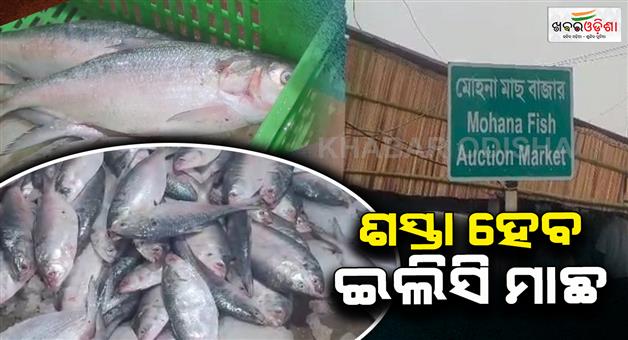 Khabar Odisha:fishermen-catch-quintals-of-fish-in-jaleswar