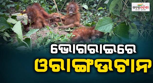 Khabar Odisha:five-orangutans-rescued-from-bhogarai-bichitrapur-forest