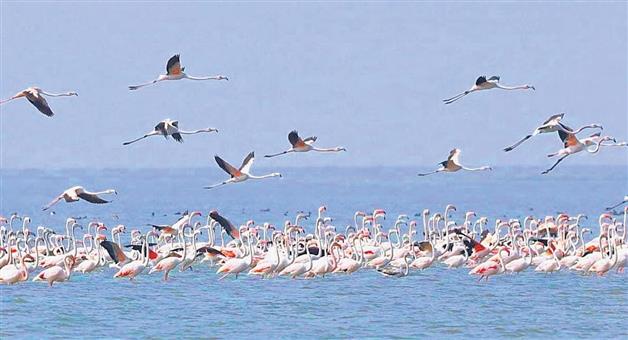 Khabar Odisha:foreign-birds-arrived-at-chilika