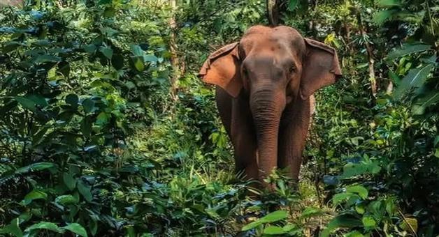 Khabar Odisha:forest-officials-got-trapped-while-trying-to-drive-away-an-elephant-fearing-for-their-lives-they-took-refuge-atop-a-tree