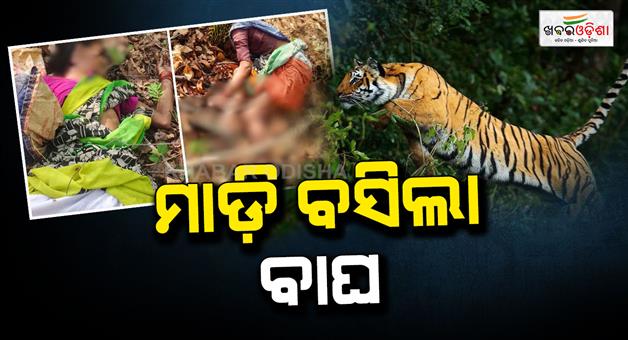 Khabar Odisha:four-women-killed-by-tiger-in-chandrapur-district-of-maharastra
