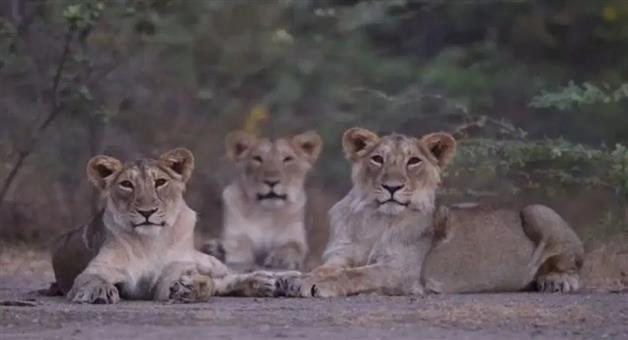 Khabar Odisha:gir-national-park-lion-deaths-canine-distemper-virus-high-alert