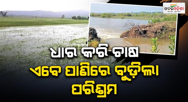 Khabar Odisha:heavy-rain-hits-kendrapara-hundreds-of-acres-of-farmland-submerged-in-water
