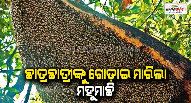 Khabar Odisha:honey-bee-attack-on-more-then-20-student-in--kamakhyanagar