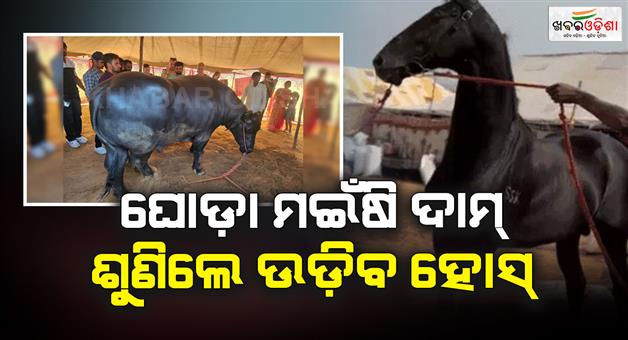Khabar Odisha:horse-price-is-15-cr-and-buffalo-price-in-23-cr
