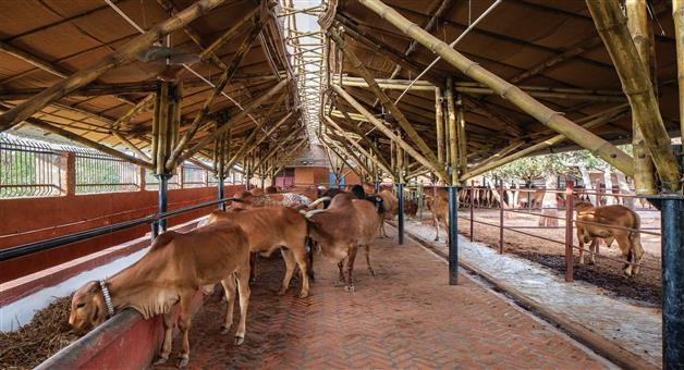Khabar Odisha:idol-cow-shed-will-be-build-at-bhubaneswar