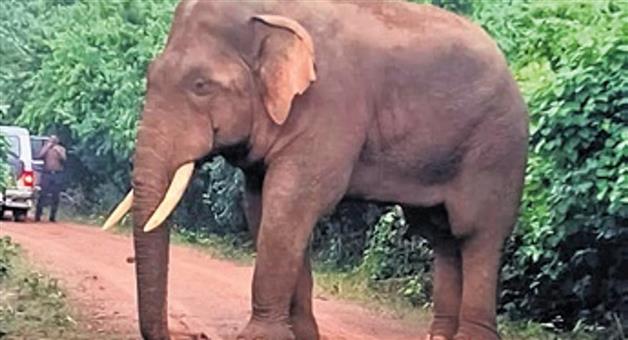 Khabar Odisha:ill-elephant-tranquilized