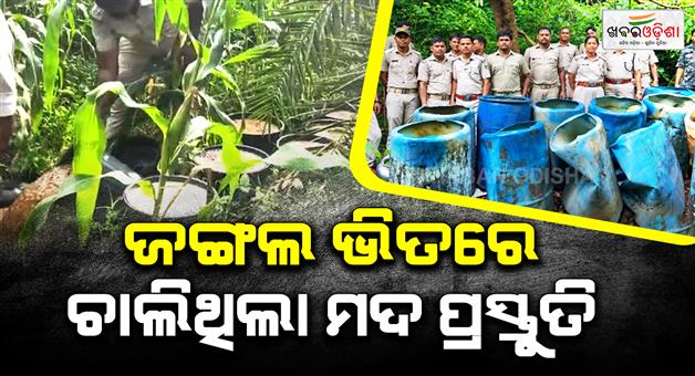 Khabar Odisha:illegal-liquor-den-busted-in-ganjam-maize-field-19000-litres-fermented-wash-seized