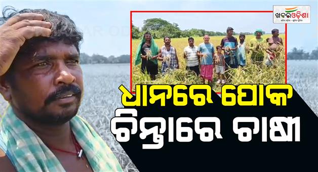 Khabar Odisha:insects-infesting-the-paddy-crop