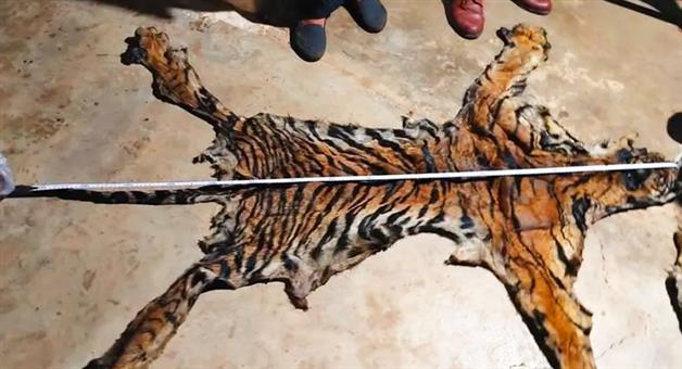 Khabar Odisha:inter-state-tiger-skin-smuggling-busted-in-nuapada-two-held